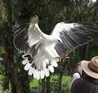 Raptor Domain - Accommodation Great Ocean Road