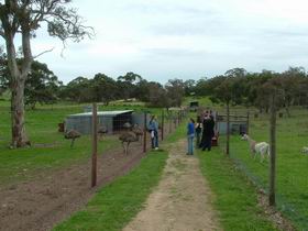 Avenue Emus - Accommodation Great Ocean Road 0