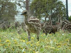 Avenue Emus - Accommodation Great Ocean Road 1