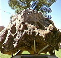 Fossilised Tree - Accommodation Great Ocean Road