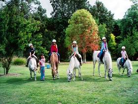 Limestone Coast Horseriding - Accommodation Great Ocean Road 0