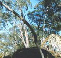 Dergholm State Park - Accommodation Great Ocean Road