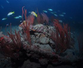 Lady Bowen Dive Site - Accommodation Great Ocean Road 3