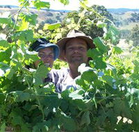 Wimmera Hills Winery - Accommodation Great Ocean Road