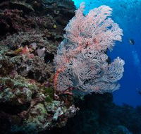 Barracuda Bommie Dive Site - Accommodation Great Ocean Road