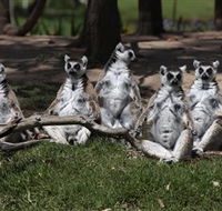 Savannah Visitor Plaza Taronga Western Plains Zoo Dubbo - Accommodation Great Ocean Road