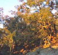 Mount Alexander Regional Park - Accommodation Great Ocean Road