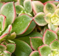 Billabong Garden Complex  Cafe - Accommodation Great Ocean Road