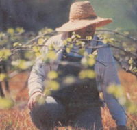 Canobolas Smith Winery - Accommodation Great Ocean Road