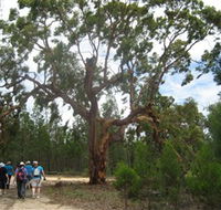Koorilgur Nature Reserve - Accommodation Great Ocean Road