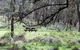 Mullion Range State Conservation Area - thumb 1