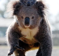 Koalas in Gunnedah - Accommodation Great Ocean Road