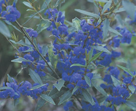 Kalamunda National Park - Accommodation Great Ocean Road 2