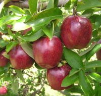 Top 40 Orchard - Accommodation Great Ocean Road