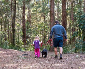 Olney State Forest - Watagan Mountains - Accommodation Great Ocean Road 0
