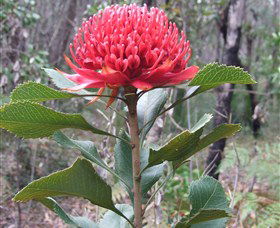Olney State Forest - Watagan Mountains - Accommodation Great Ocean Road 1