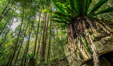Palm Grove Nature Reserve - Accommodation Great Ocean Road 1