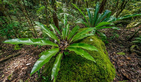 Palm Grove Nature Reserve - Accommodation Great Ocean Road 2