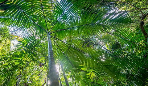 Palm Grove Nature Reserve - Accommodation Great Ocean Road 3