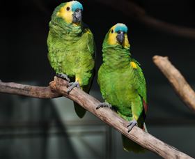 Amazement Farm And Fun Park / Cafe And Farmstay Accommodation - Accommodation Great Ocean Road 7