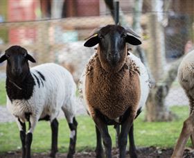 Amazement Farm And Fun Park / Cafe And Farmstay Accommodation - Accommodation Great Ocean Road 4
