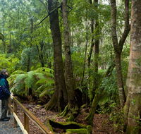 Monga National Park - Accommodation Great Ocean Road