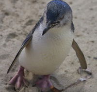 Penguin Island Boardwalks and Walk Trail - Accommodation Great Ocean Road