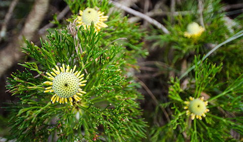 Illawarra Lookout Walking Track - Accommodation Great Ocean Road 0