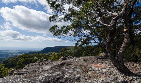 Illawarra Lookout Walking Track - Accommodation Great Ocean Road 2