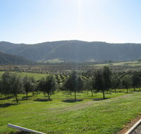 Hastings Valley Olives - Accommodation Great Ocean Road