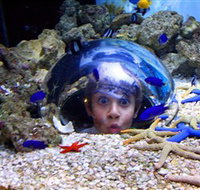 Sea Life Sunshine Coast - Accommodation Great Ocean Road