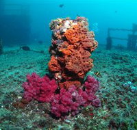 HMAS Brisbane Dive Site - Accommodation Great Ocean Road