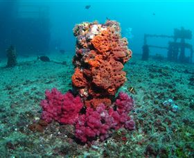 HMAS Brisbane Dive Site - Accommodation Great Ocean Road 0