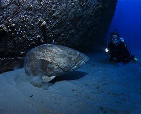 HMAS Brisbane Dive Site - Accommodation Great Ocean Road 3