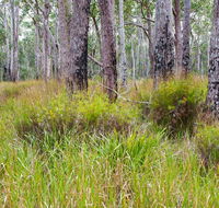 Narrawallee Inlet walking track - Accommodation Great Ocean Road