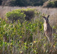 Murramarang Aboriginal Area walking track - Accommodation Great Ocean Road