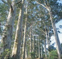 The Great Forest Trees Drive - Accommodation Great Ocean Road
