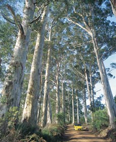 The Great Forest Trees Drive - Accommodation Great Ocean Road 0