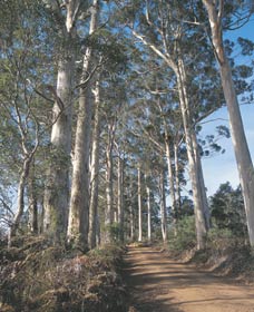 The Great Forest Trees Drive - Accommodation Great Ocean Road 1
