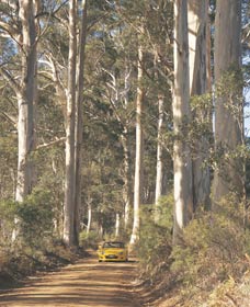 The Great Forest Trees Drive - Accommodation Great Ocean Road 2