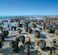 Hamelin Pool Stromatolites - Accommodation Great Ocean Road