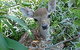 Mesopotamia Lodge Deer Park - thumb 0