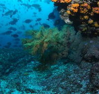 Henderson Rock Dive Site - Accommodation Great Ocean Road