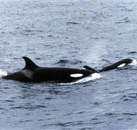 Killer Whale Trail - Accommodation Great Ocean Road