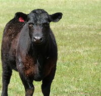 Denham Farm Beef and Lamb - Accommodation Great Ocean Road