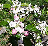 Avro Park Orchards - Accommodation Great Ocean Road