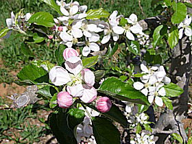 Avro Park Orchards - Accommodation Great Ocean Road 0