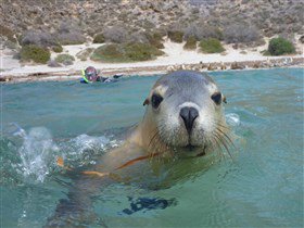 Calypso Star Charters - Accommodation Great Ocean Road 1