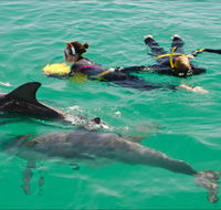 Rockingham Wild Encounters - Swim with Wild Dolphins - Accommodation Great Ocean Road