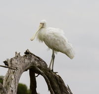 Melbourne Birding Tours - Accommodation Great Ocean Road